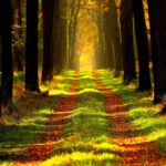 Undergrowthgames contributor